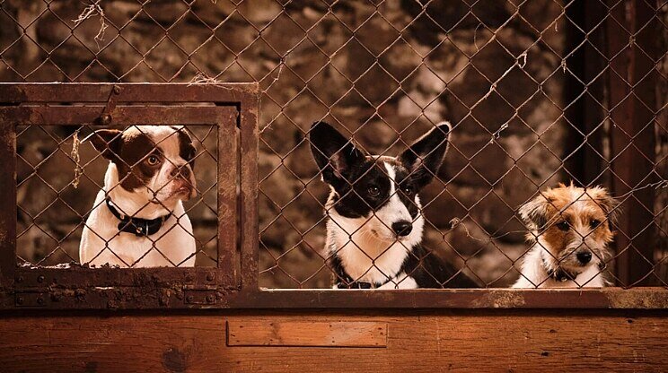 Lassie: Nové dobrodružstvo