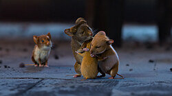 Myši v akcii: Vianočná pasca