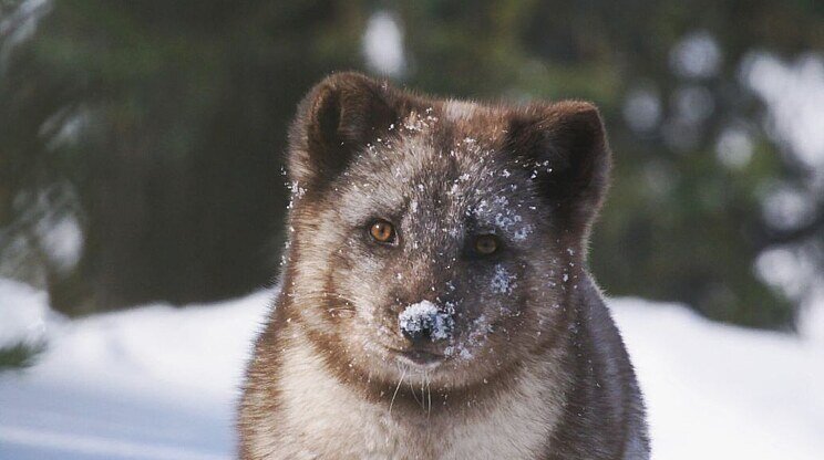 KINA A JUK: Príbeh líštičiek