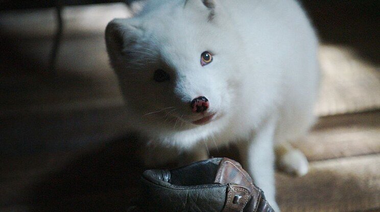 KINA A JUK: Príbeh líštičiek