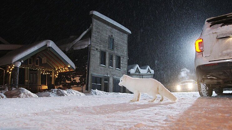 KINA A JUK: Príbeh líštičiek